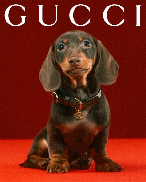 gucci pet slang